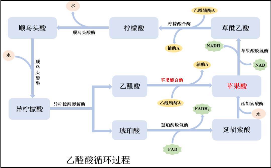 常见用于评价乙醛酸循环系列的生化检测指标