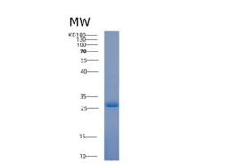 人14-3-3 τ/ YWHAQ重组蛋白