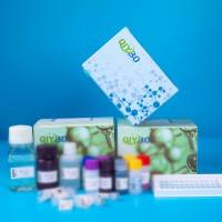 兔碘甲腺原氨酸脱碘酶Ⅲ(DIO3)ELISA测试盒