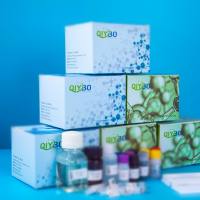 兔ATX1抗氧化蛋白1同源物(ATOX1)ELISA测试盒