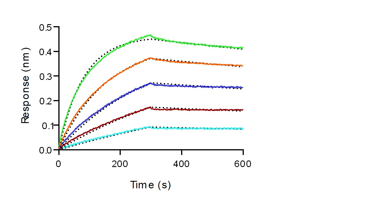 重组人 ACE2 蛋白(His标签)(HPLC验证)
