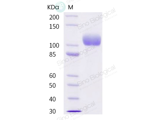 重组人 ACE2 蛋白(His标签)(HPLC验证)
