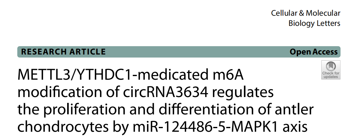 分子探针与表观遗传学研究好文分享：METTL3/YTHDC1药物治疗的m6A修饰circRNA3634通过miR1244865MAPK1轴调控鹿角软骨细胞的增殖和分化