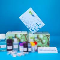 兔血管生成素样蛋白2(ANGPTL2)ELISA测试盒