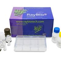 膜抗体芯片(固相芯片)