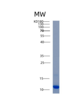 人AKAP7重组蛋白