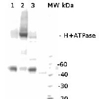 H+ATPase | Plasma membrane H+ATPase (chicken antibody)