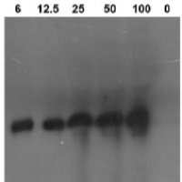 PR-3 / CHN | Class I chitinase