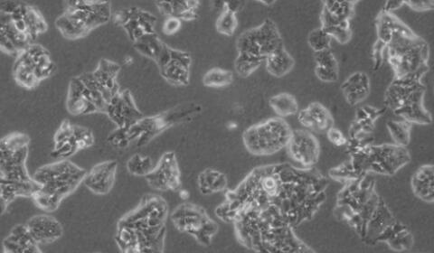 ATCC的菌种复苏具体操作过程及注意事项