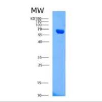 人AIFM1重组蛋白
