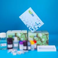 兔血管生成素2（ANGPT2)ELISA测试盒