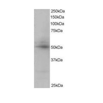CREB3L4 Polyclonal Antibody（WB/IHC）