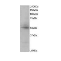 CREB3L4 Polyclonal Antibody（WB/IHC）