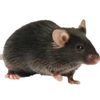 小鼠干眼症模型