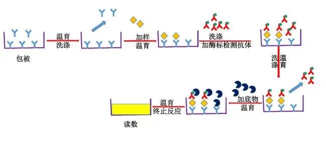 人高迁移率族蛋白1(HMG-1)ELISA试剂盒