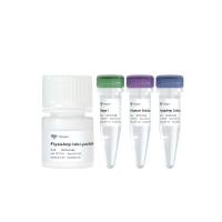 FlysisAmp Cells Lysis Kit(CL101)