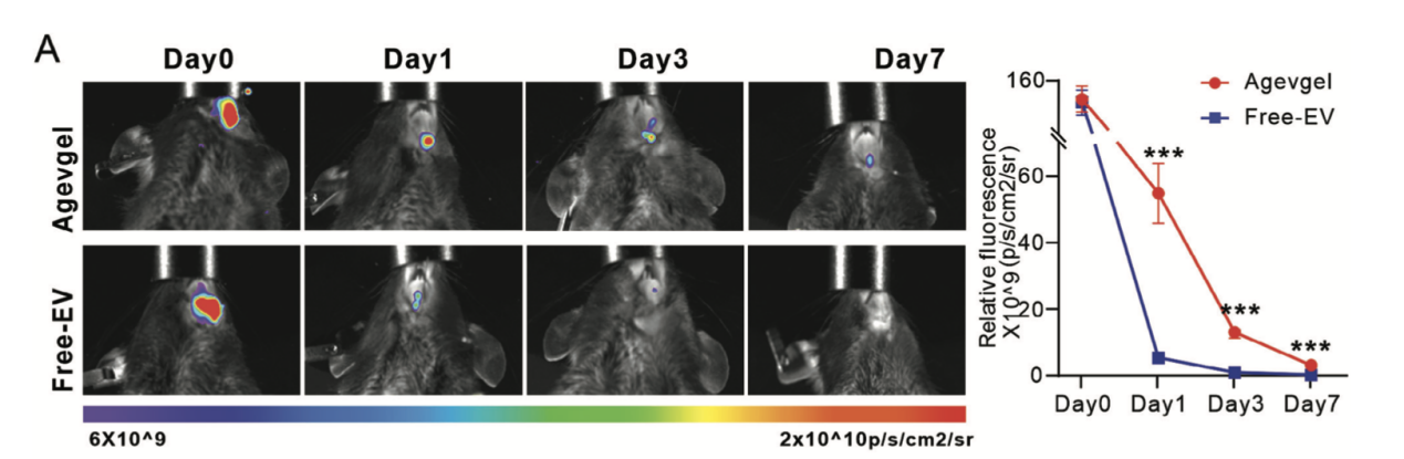 【文献速递】多功能DNA水凝胶促进糖尿病牙槽骨缺损重建过程