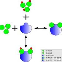 放射免疫（RIA）技术