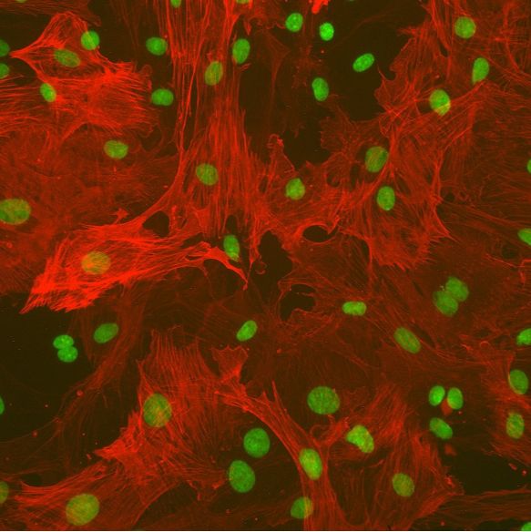 大鼠肝脏星形胶质细胞R5300