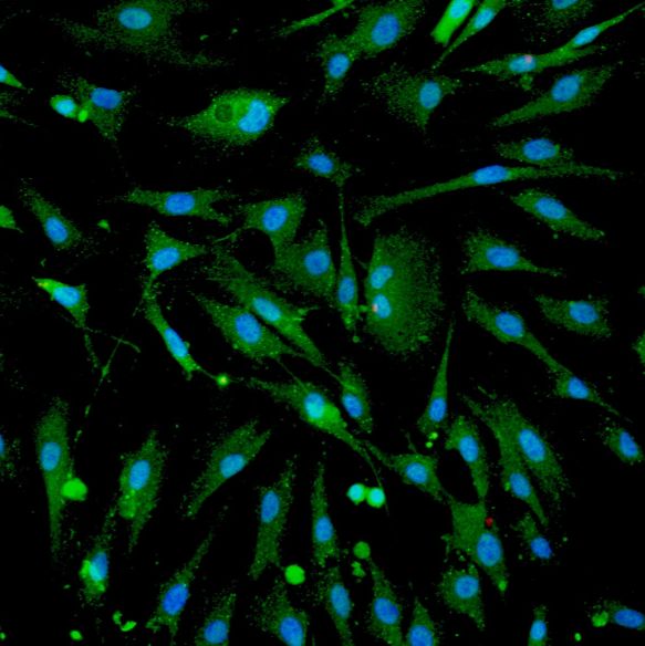 大鼠肝巨噬细胞