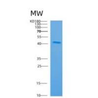 人ARFIP2重组蛋白