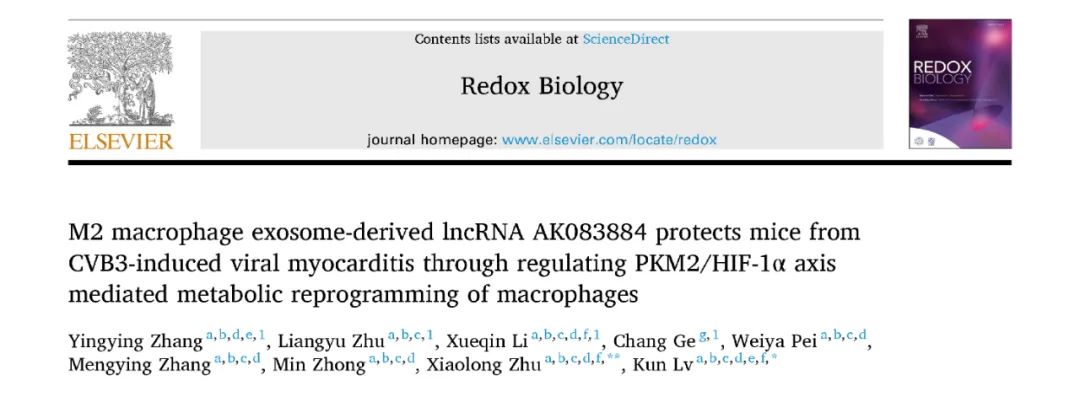 Redox Biol丨M2-Exo源性lncRNA AK083884通过调节代谢重编程保护小鼠免受CVB3诱导的病毒性心肌炎