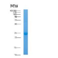 人腺苷甲硫氨酸脱羧酶1(AMD1)重组蛋白