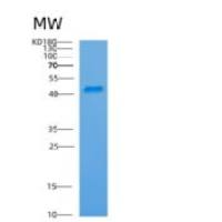 人ARFIP1重组蛋白