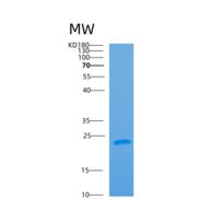 人ARL5A重组蛋白