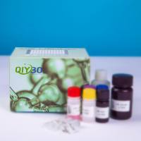 兔白细胞关联免疫球蛋白样受体1(LAIR1)ELISA测试盒