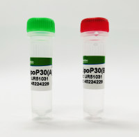 LipoP30 转染试剂