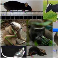 动物行为deepcut多模态全身、肢体、关节精细行为