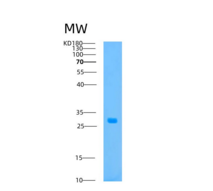 人ATP1B2重组蛋白