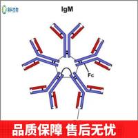 Anti-PIAS2 Antibody (Clone#OTI2B5)
