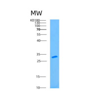 人钠/钾离子转运ATP酶β1肽(ATP1b1)重组蛋白