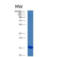 人Bcl2修正因子(BMF)重组蛋白