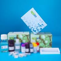 兔CD19分子（CD19）ELISA测试盒