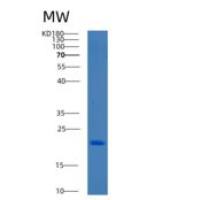 人BCL2L10重组蛋白