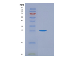 人转录激活因子1(ATF1)重组蛋白