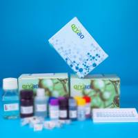 兔组织蛋白酶V(CTSV)ELISA测试盒