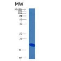 人骨形成蛋白6(BMP6)重组蛋白