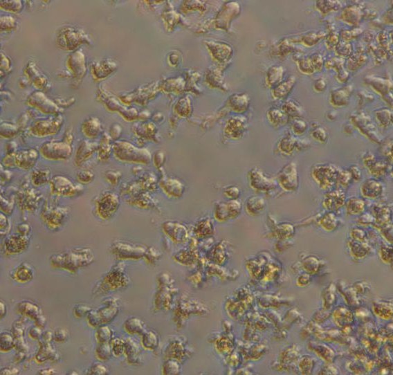 功能最强大的专职抗原呈递细胞——DC细胞