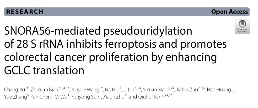 客户文章丨SNORA56介导的28s rRNA假尿苷化通过增强GCLC翻译抑制铁死亡并促进CRC增殖