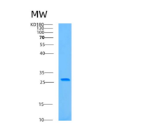 人自噬相关蛋白10(ATG10)重组蛋白