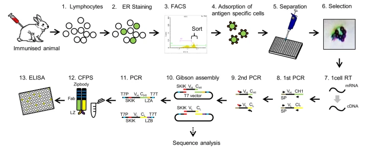 抗体制备：单个B细胞抗体制备服务