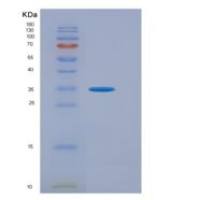 人转录激活因子4(ATF4)重组蛋白