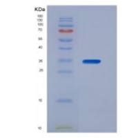 人桥连整合因子1(BIN1)重组蛋白