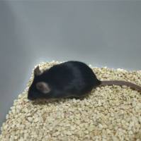 肝纤维化动物模型