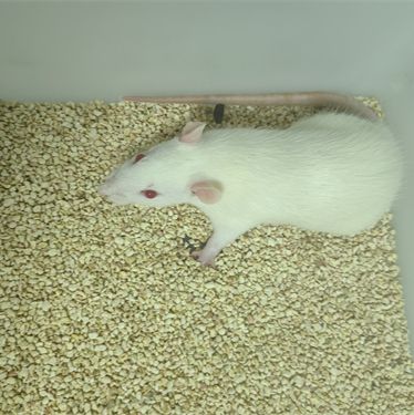 大鼠皮肤缺损动物模型