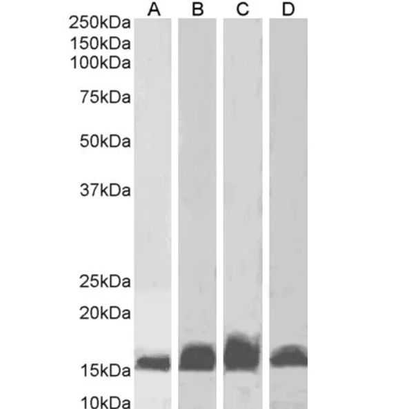 Anti-AIF1 Antibody - Identical to Abcam (ab5076), Bio-rad (AHP2024), Novus (NB100-1028), Sigma (SAB2500041), and Thermo (PA5-18039) (A82670)